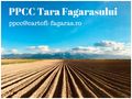 cartofi-fagaras