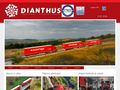 dianthus
