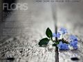 floris