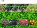 planteornamentalepitesti