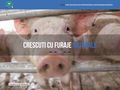 porci-de-vanzare