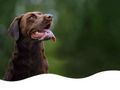veterinar-bucuresti